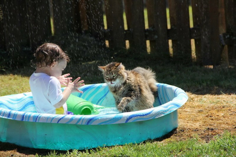 Кот в бассейне