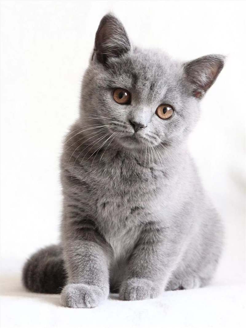 Британец кошка