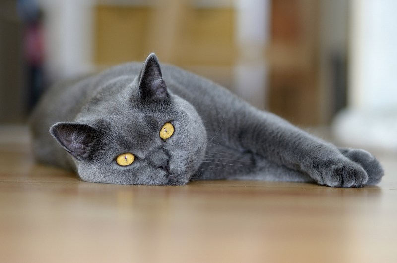 Британская кошка короткошерстная серая