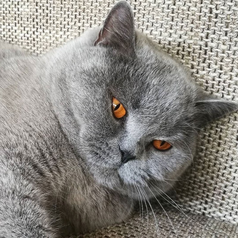 Картезианская кошка британец