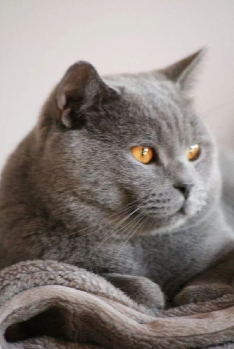 Британская кошка короткошерстная серая