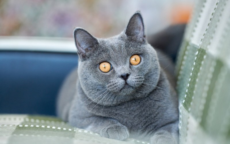 Британская короткошёрстная кошка