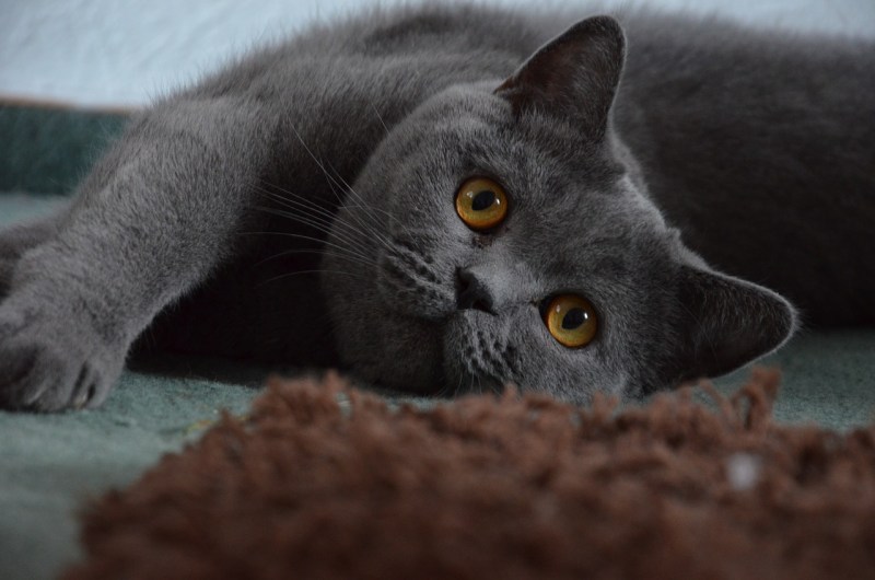Кот британец короткошерстный серый