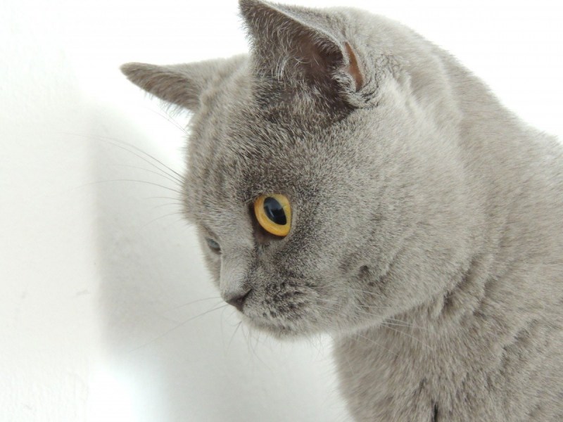 Кошка Британская гладкошёрстная серая