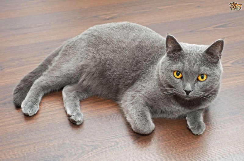 British Shorthair Бритиш Шортхэйр