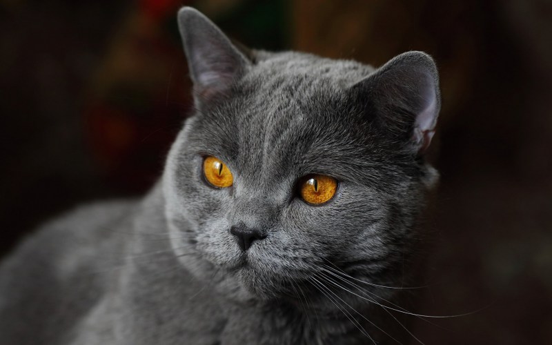 Кот британец серый