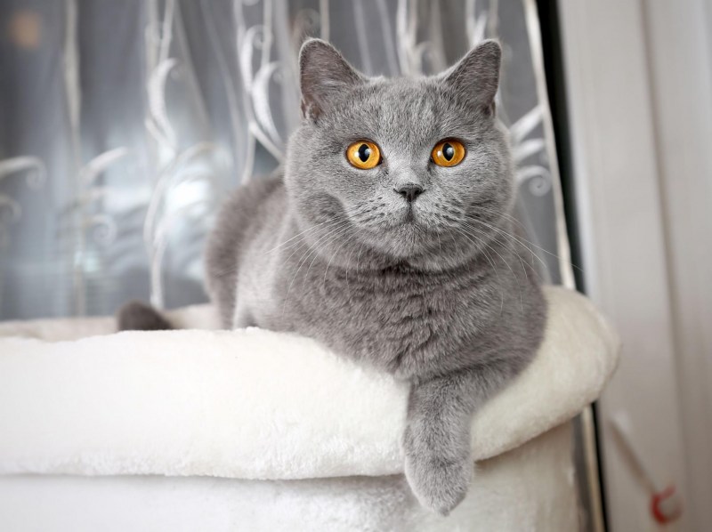 Британская короткошёрстная кошка