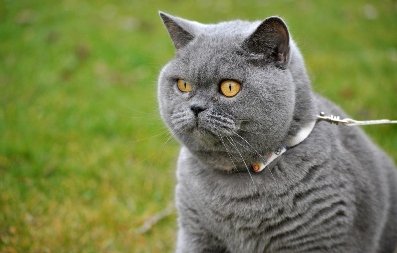 Кот британец серый