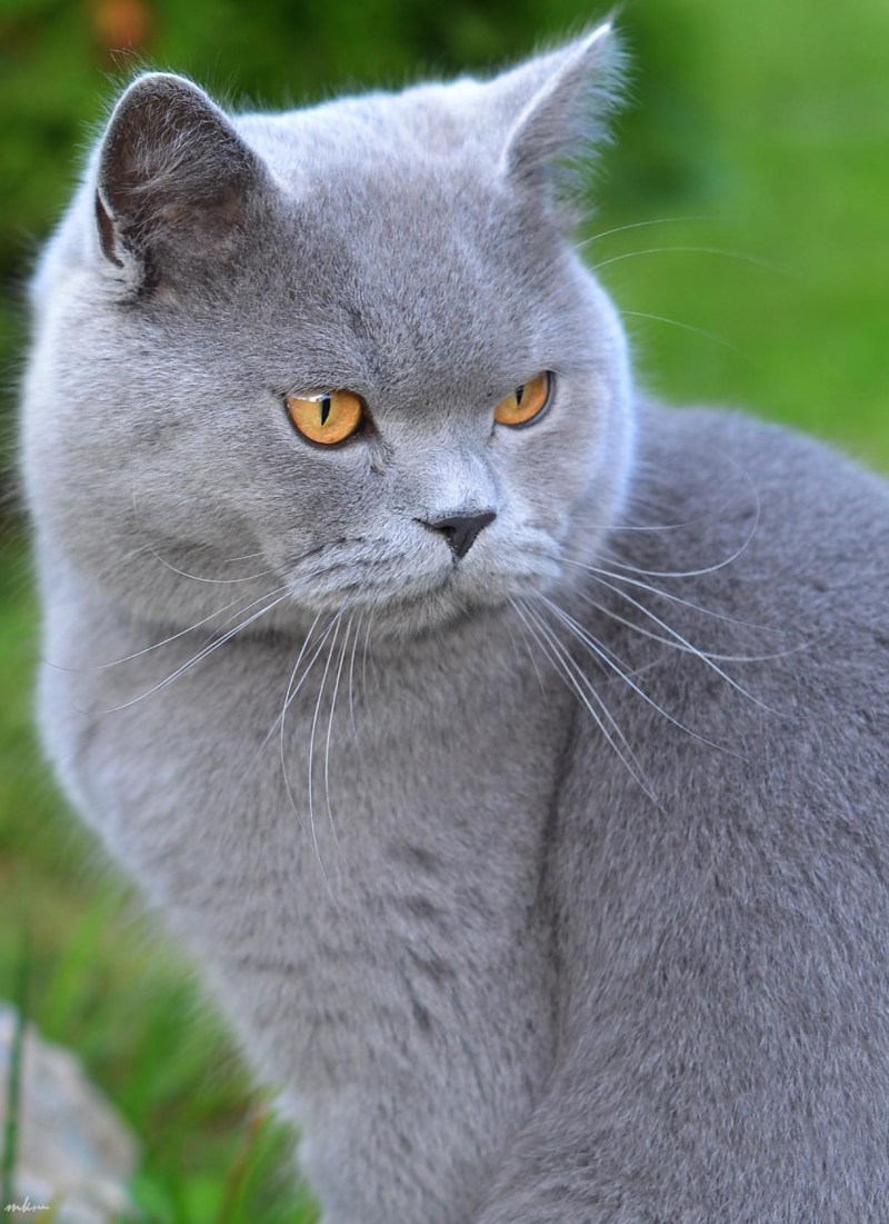 Британский короткошерстный кот серый