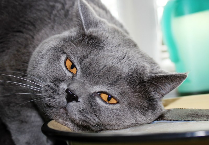 Кот британец короткошерстный серый