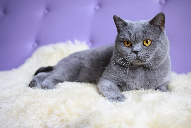 Британский короткошерстный кот серый