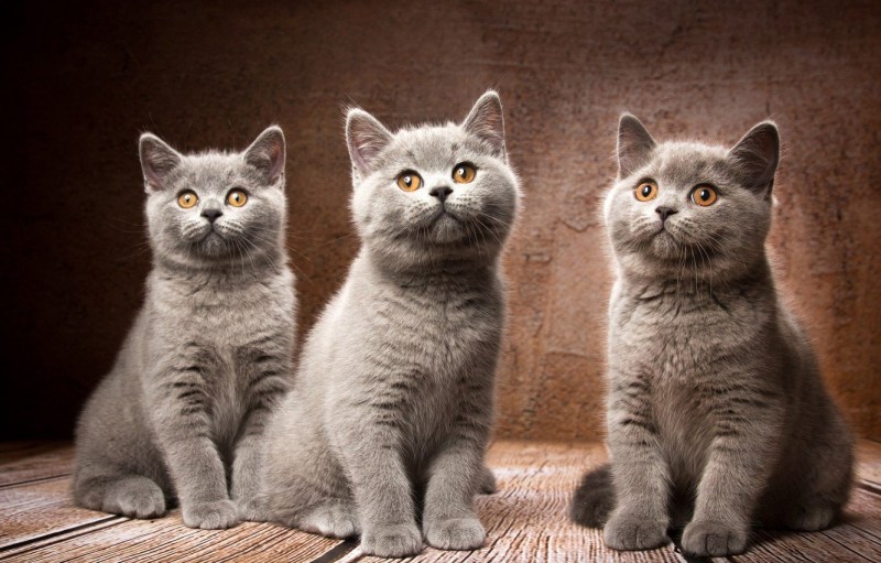 Британские короткошерстные котята
