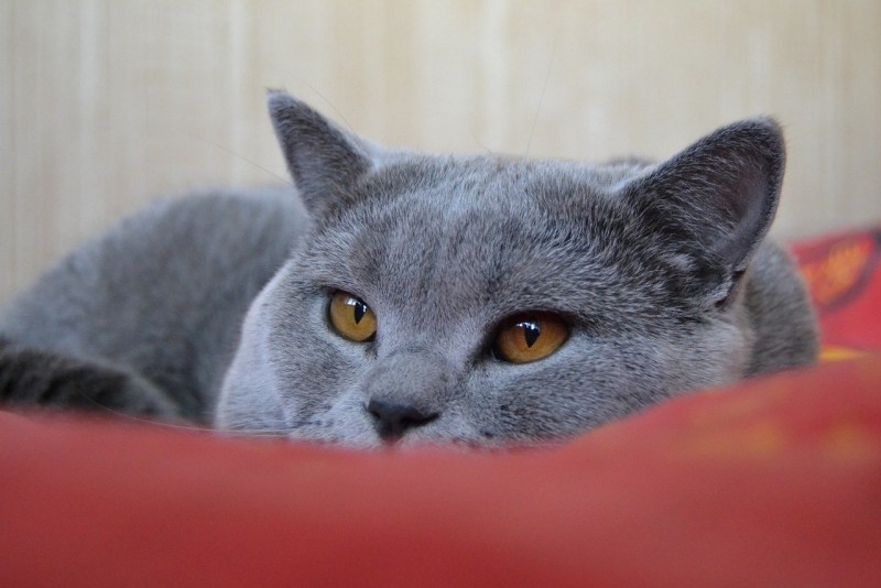 Кот британец серый