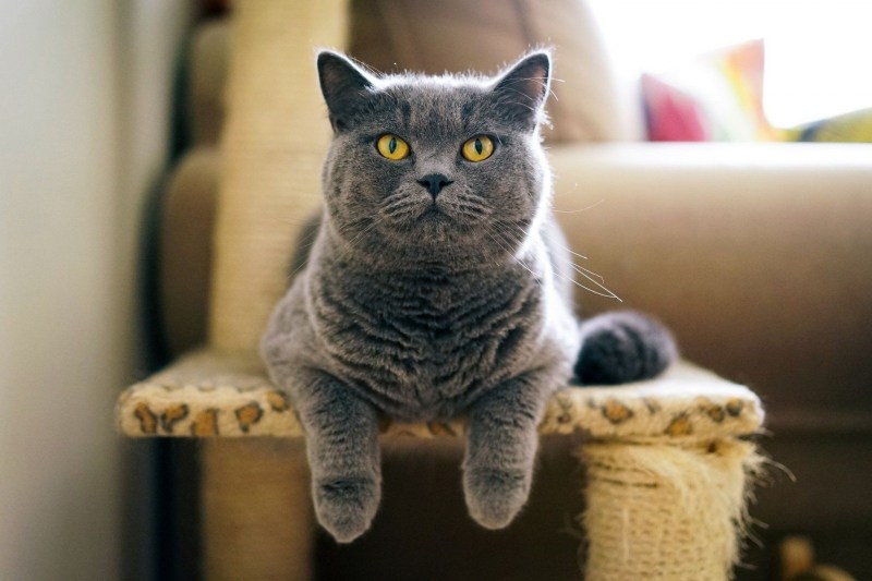 Британская короткошёрстная кошка