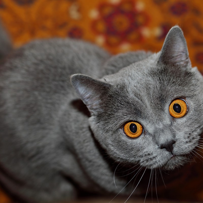 Британский короткошерстный кот серый
