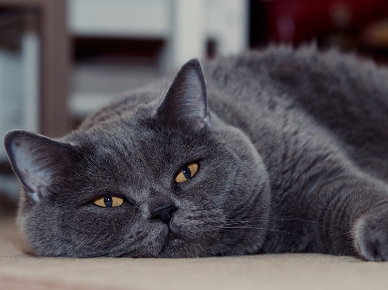 Британская кошка короткошерстная серая