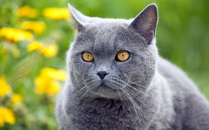 Скоттиш шартрез