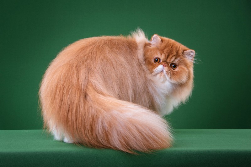 Красная Персидская кошка