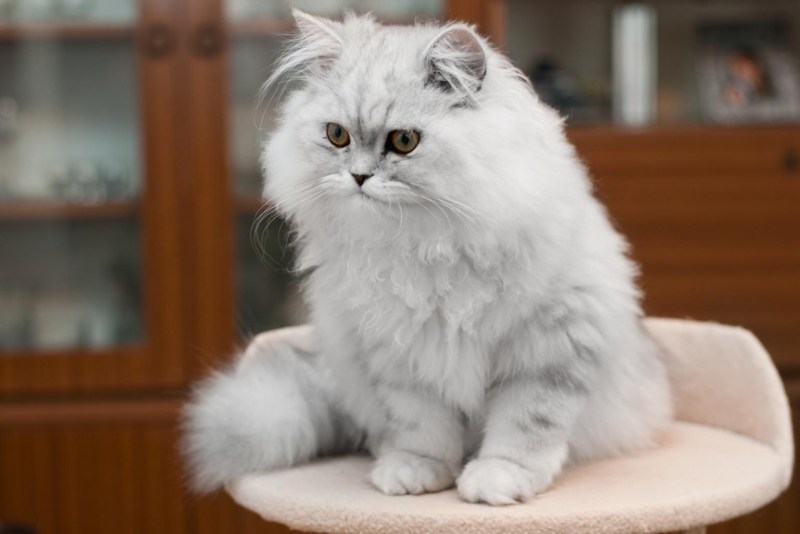 Кот персидской породы