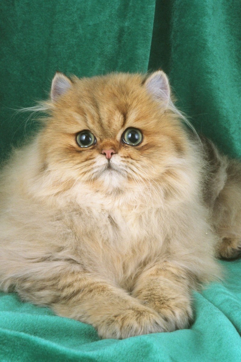 Персидская шиншилла рыжая