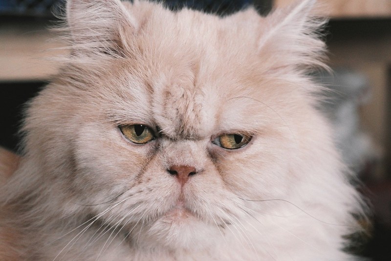 Персидская кошка