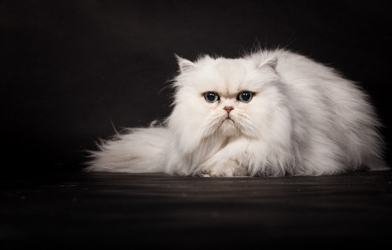 Персидская кошка