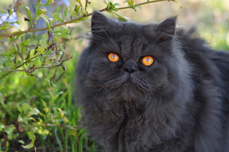 Персидский кот дымчатый