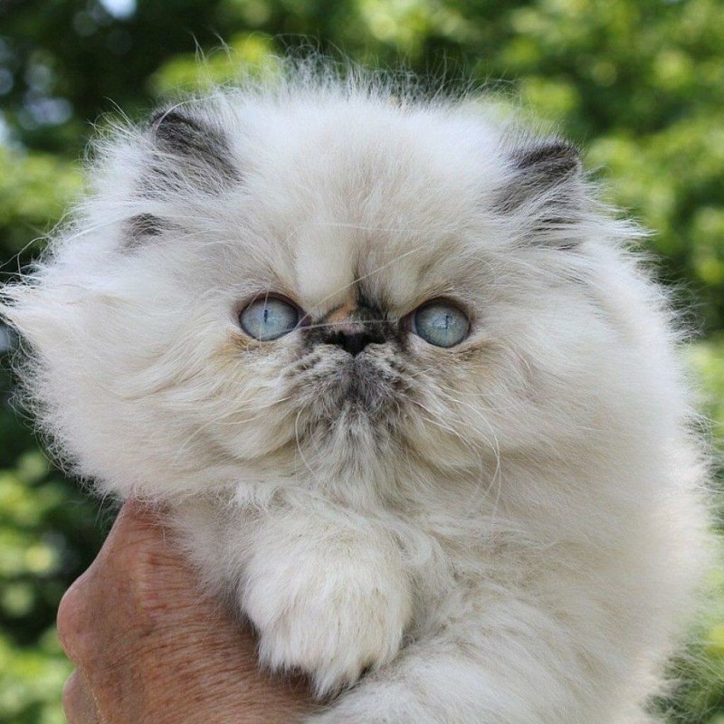 Персидская кошка