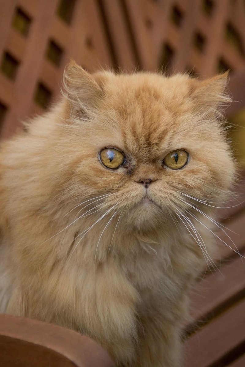 Персидская кошка