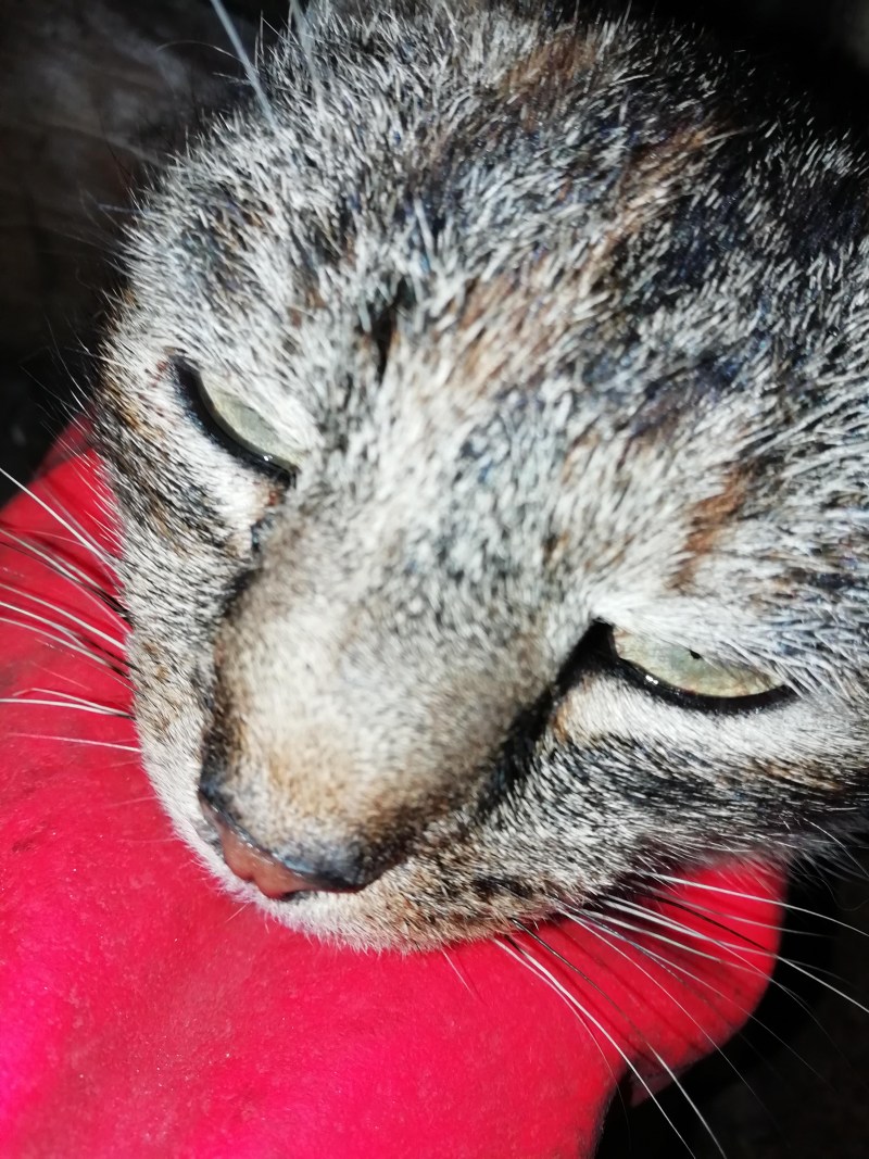 Кошачий нос сбоку