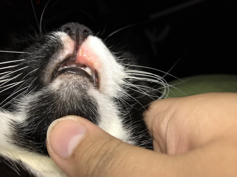 Анизокория у кота