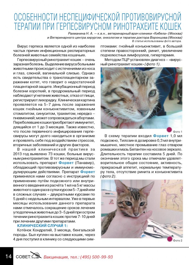 Эозинофильная гранулема у кошек