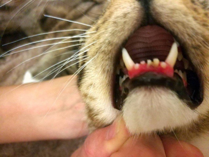 Заболевания котят ринотрахеит