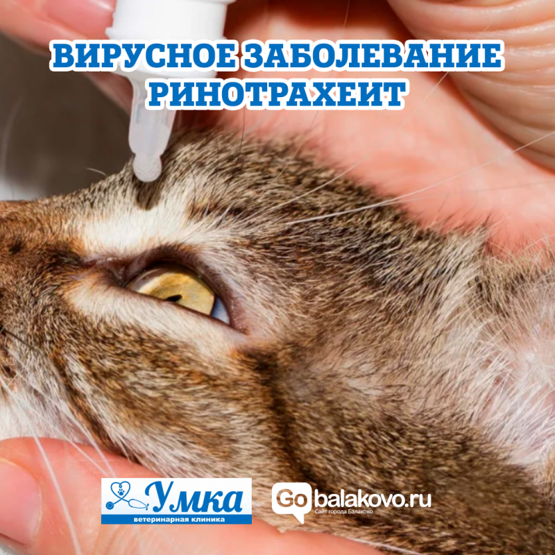 Заворот века Ветеринария