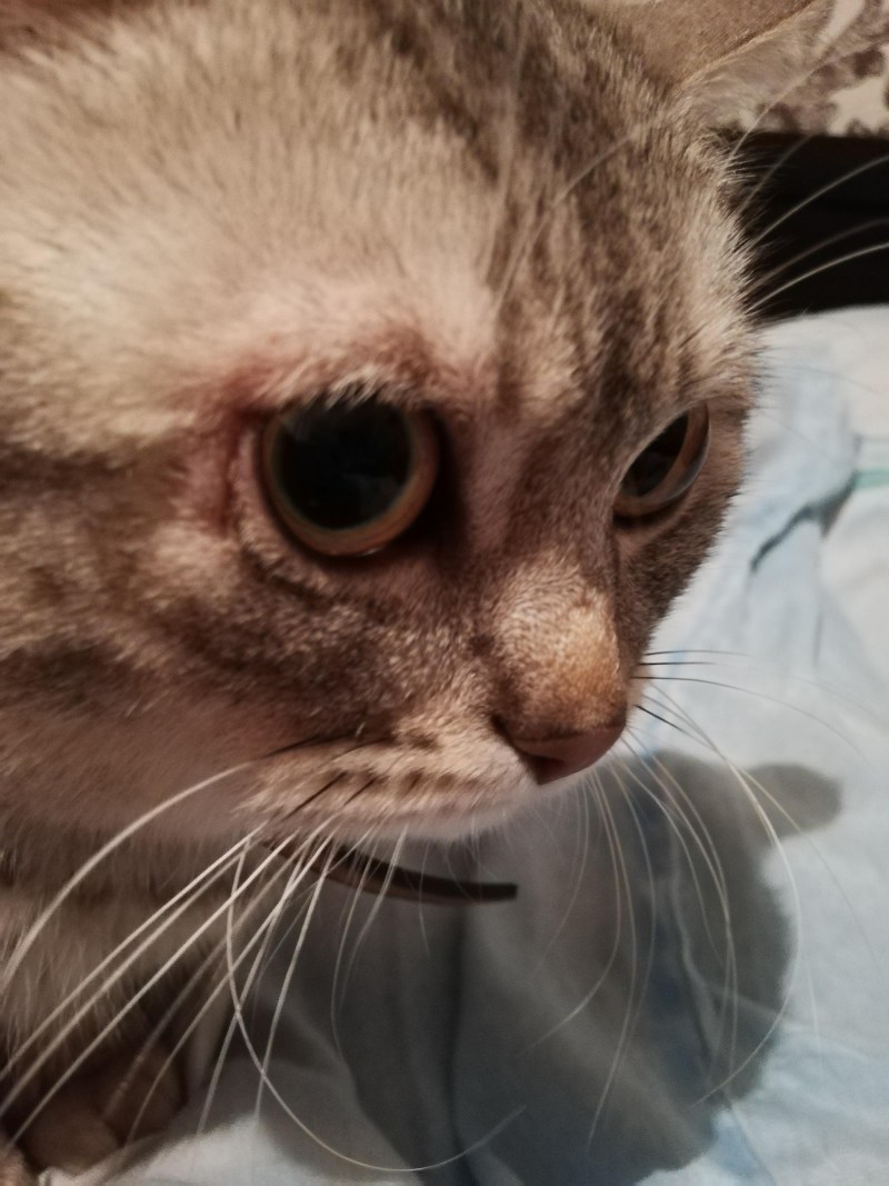 Scampuss СФЕ