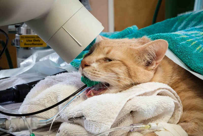 Котенок болеет