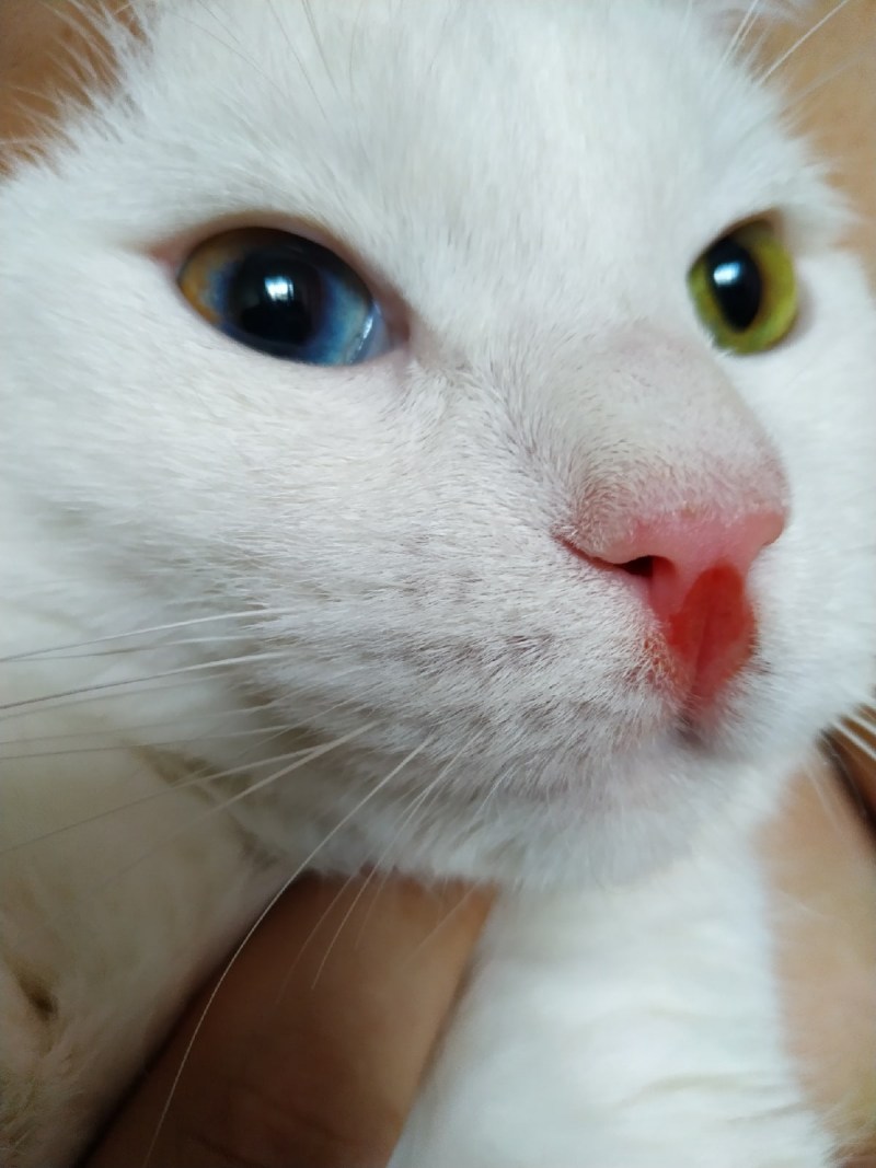 Кот болеет