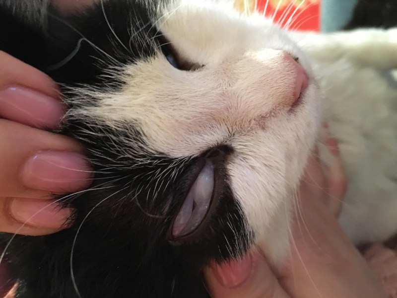 Перелом челюсти у котенка