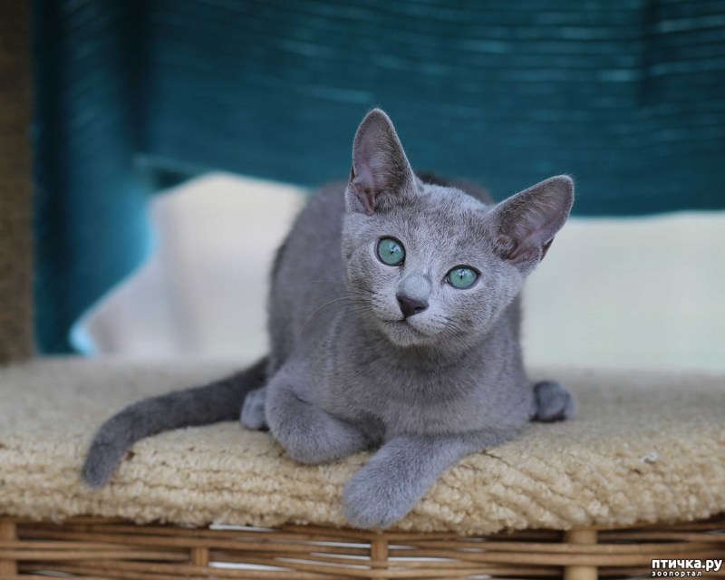 Русская голубая кошка котята