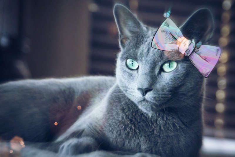 Русская голубая кошка вислоухая