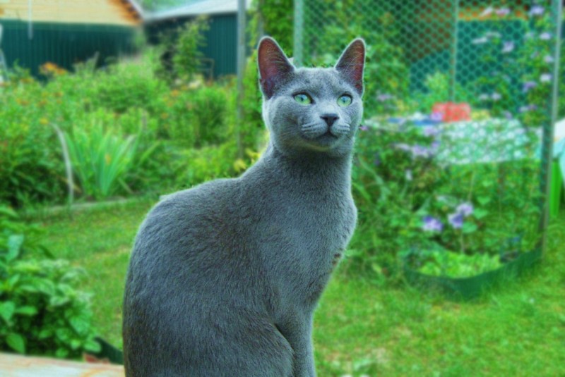 Кошка Сибирская голубая гладкошерстная