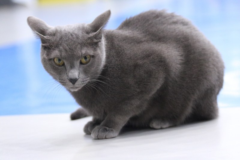 Русская голубая кот