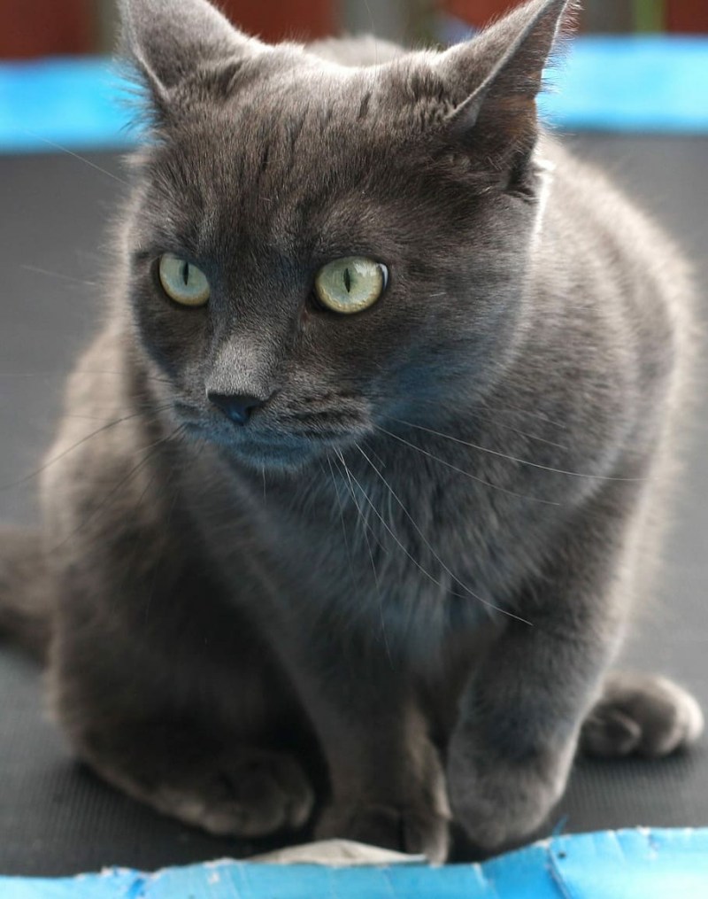 Русская голубая кошка