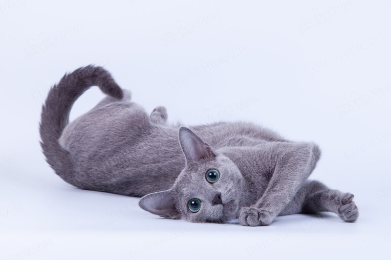 Русская голубая кошка