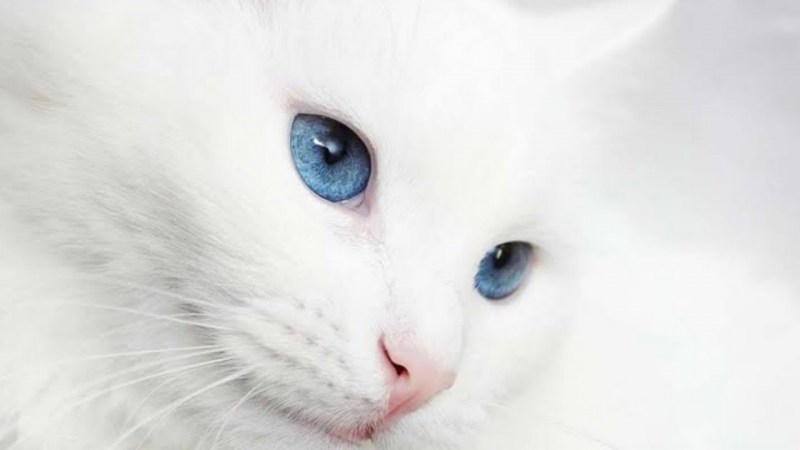 Белый кот