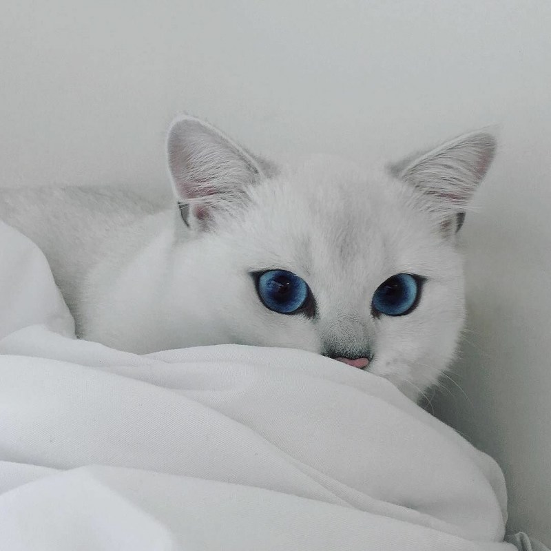 Бурмилла голубоглазая