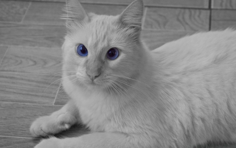 Белый кот