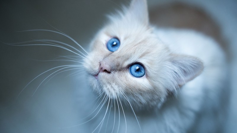 Голубоглазая кошка