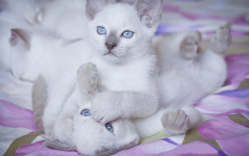 Красивые кошки