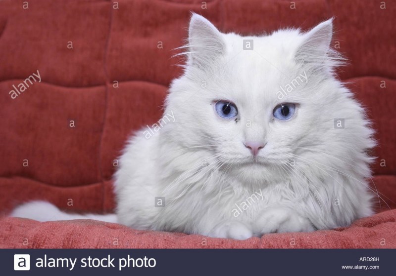 Сибирская кошка белая